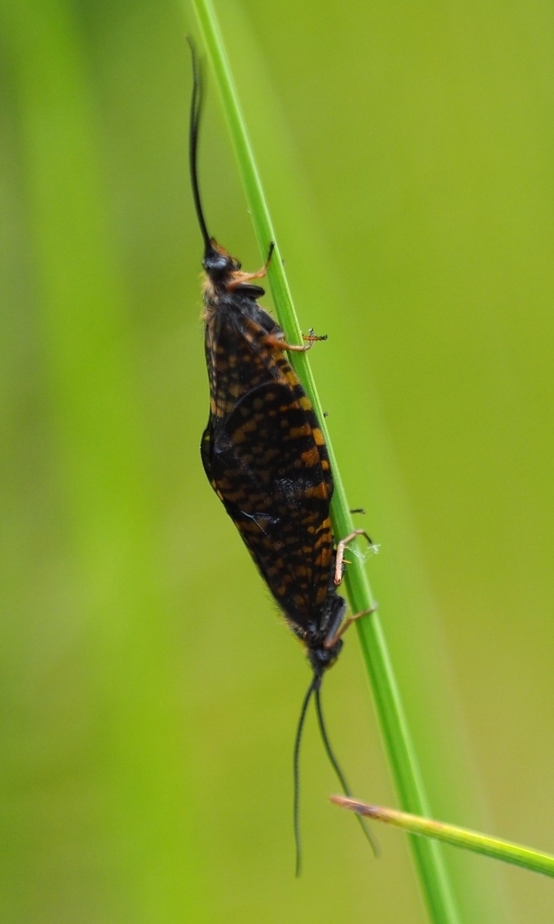 Window Winged Sedge