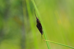 Hagenella clathrata
