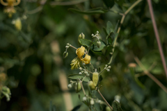 Clematis orientalis