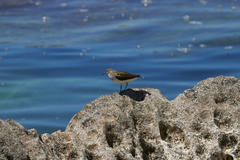 Actitis hypoleucos