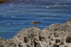 Actitis hypoleucos