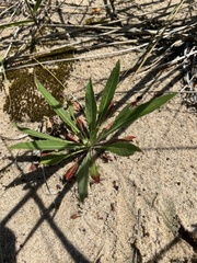 Oenothera oakesiana