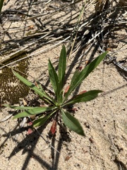 Oenothera oakesiana