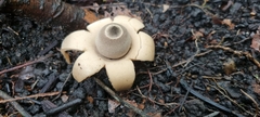 Geastrum