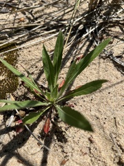 Oenothera oakesiana