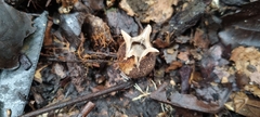 Geastrum