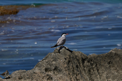 Sterna hirundo