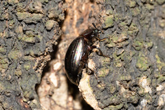 Euhemicera pulchra