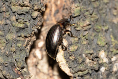 Euhemicera pulchra