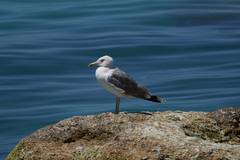 Larus cachinnans
