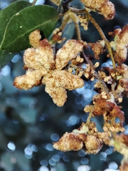 Eriophyes licopolii