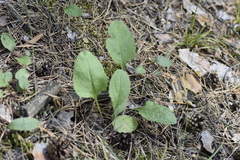 Tephroseris integrifolia
