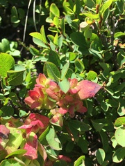 Exobasidium vaccinii-uliginosi