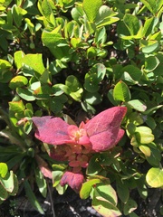 Exobasidium vaccinii-uliginosi