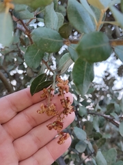 Eriophyes licopolii