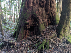 Eucalyptus delegatensis