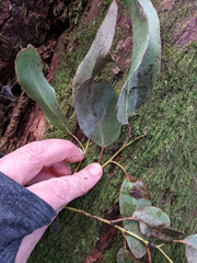 Eucalyptus delegatensis