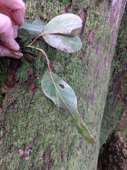 Eucalyptus delegatensis