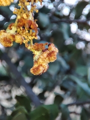 Eriophyes licopolii
