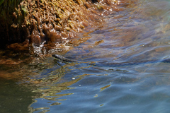 Natrix tessellata