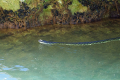Natrix tessellata