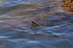 Natrix tessellata