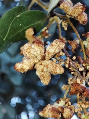 Eriophyes licopolii