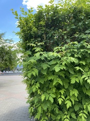 Acer negundo