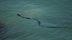 Natrix tessellata
