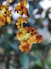 Eriophyes licopolii