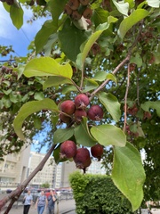 Malus baccata