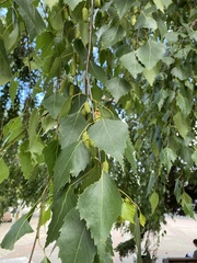 Betula platyphylla