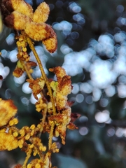 Eriophyes licopolii