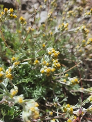 Artemisia borealis