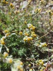 Artemisia borealis