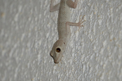 Tenuidactylus caspius