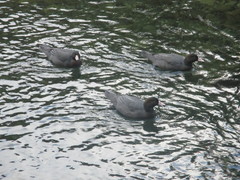 Hymenolaimus malacorhynchos