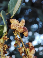 Eriophyes licopolii