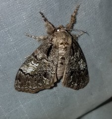 Dasychira obliquata