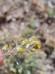 Artemisia borealis