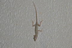 Tenuidactylus caspius