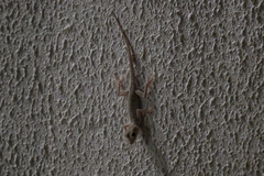 Tenuidactylus caspius
