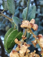 Eriophyes licopolii