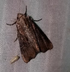 Lateroligia ophiogramma