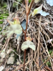 Odontochilus yakushimensis