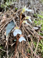 Odontochilus yakushimensis
