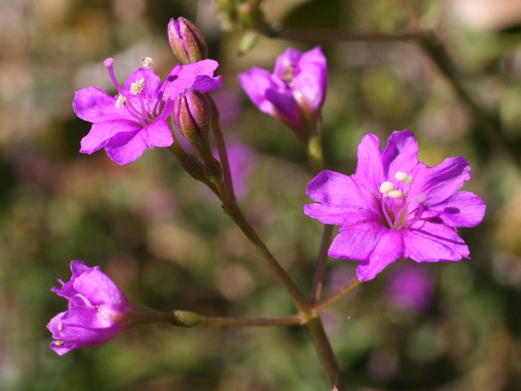 Commicarpus australis from Parachilna Gorge, near junction of road to ...