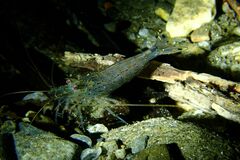 Caridina multidentata