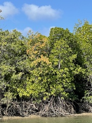 Xylocarpus moluccensis