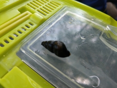 Semisulcospira libertina